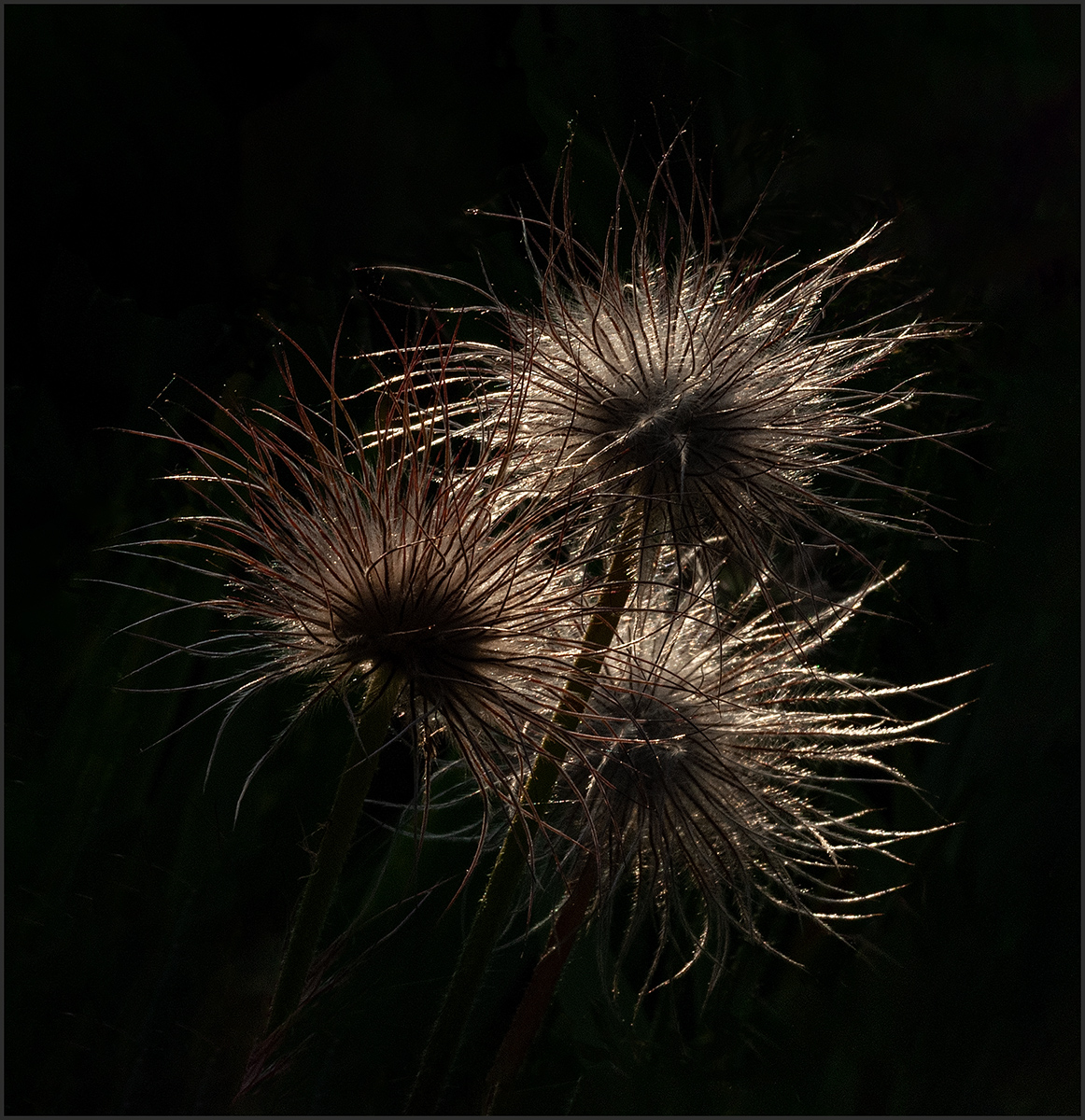 2nd - Pulsatilla Seedheads - Ann Laverock